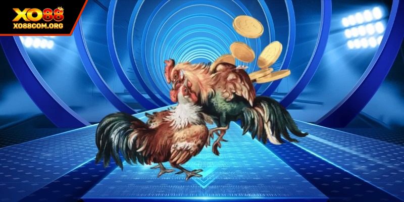 Đá gà Thomo - Hình thức giải trí trực tuyến nổi bật