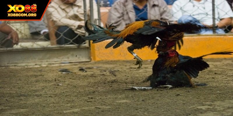 Đá Gà Thomo - Trải Nghiệm Cá Cược Đỉnh Cao Tại XO88