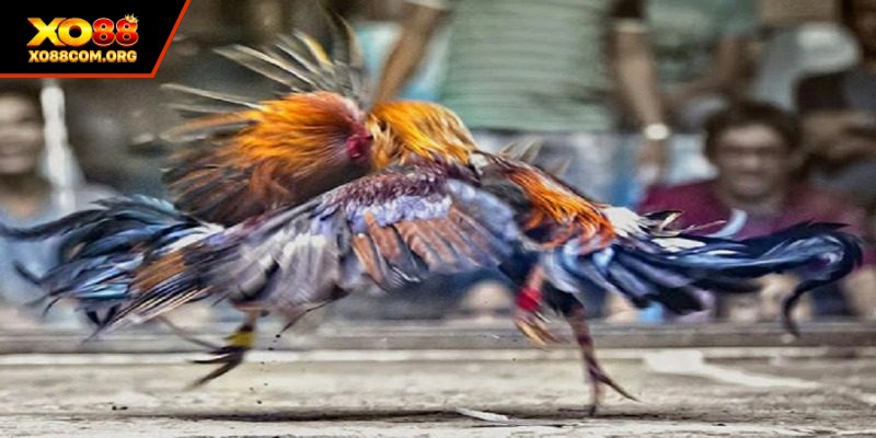 Nhà cái phát sóng trận đấu full HD