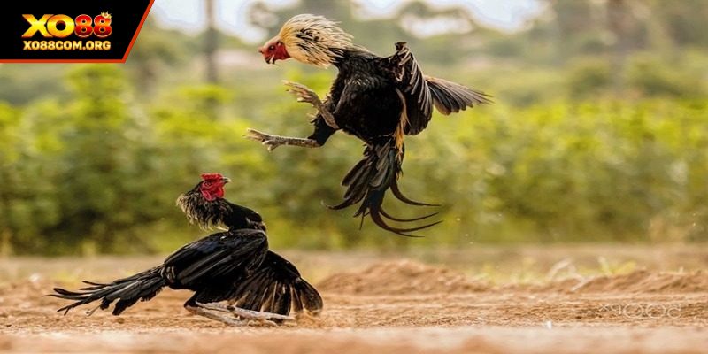 Những mẹo cá cược hay từ cao thủ