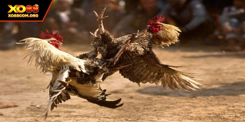 Sảnh cược có đa dạng giải đấu hot tại các trường đấu lớn