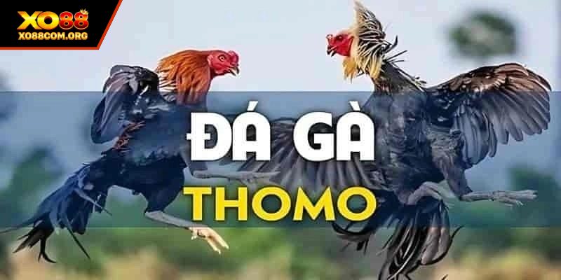 Ưu điểm khi cược chọi kê Thomo lôi cuốn